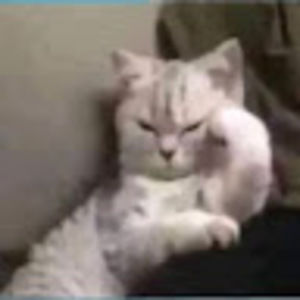 Meet your Posher, Leah